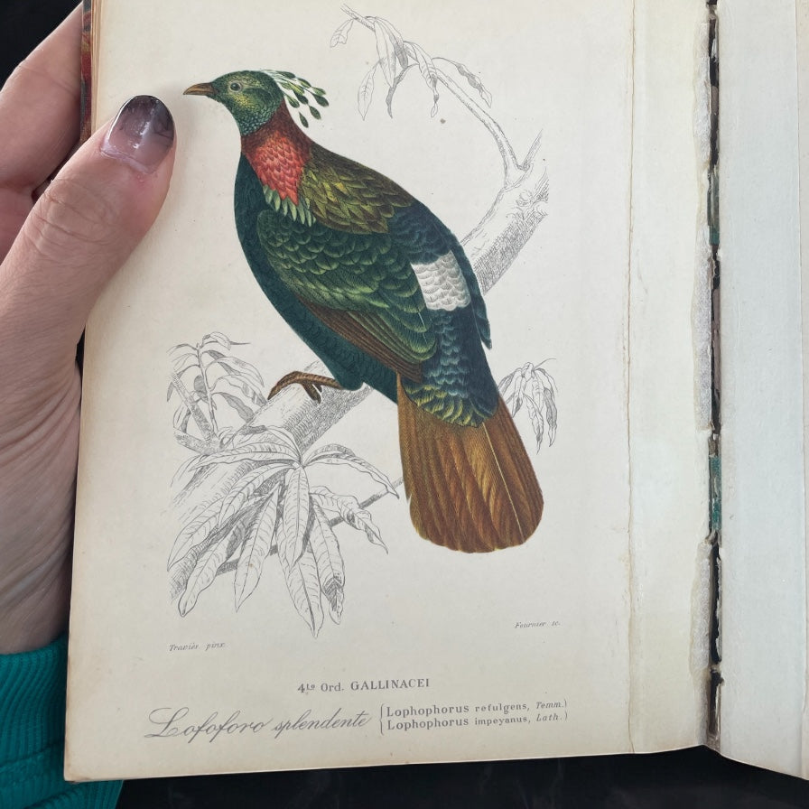 Coppia libri con antiche stampe uccelli e pesci 85 pz
