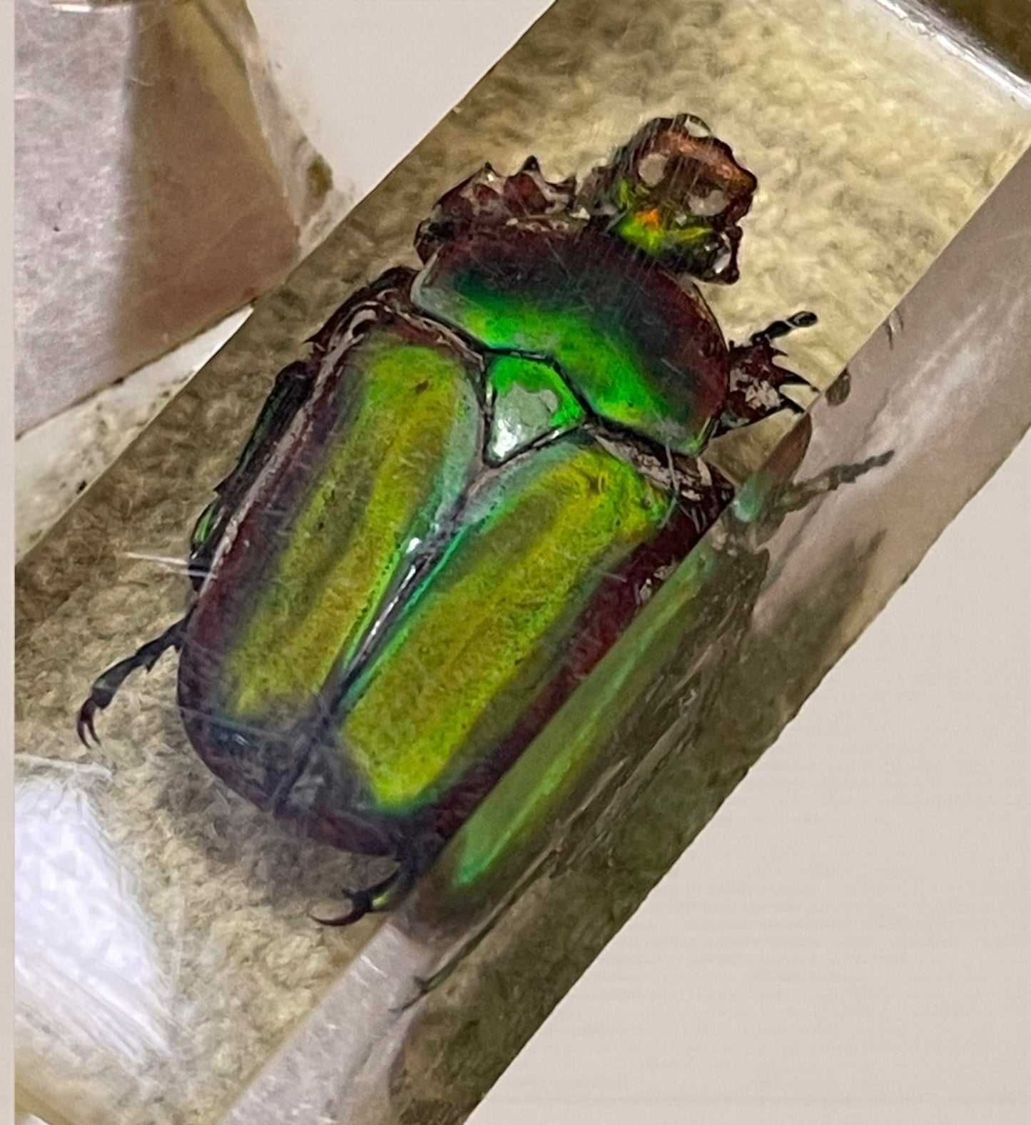 Set 4 poggia coltelli francesi con autentici insetti incapsulati, anni ‘60 Wunderkammer
