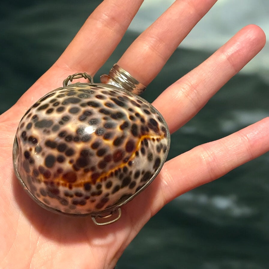Splendido scrigno in conchiglia Cypraea tigris, primo ‘900