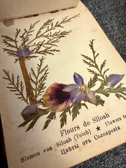 Antico erbario Terra Santa Gerusalemme fine ‘800 - primo ‘900 con copertina in ulivo e dedica manoscritta