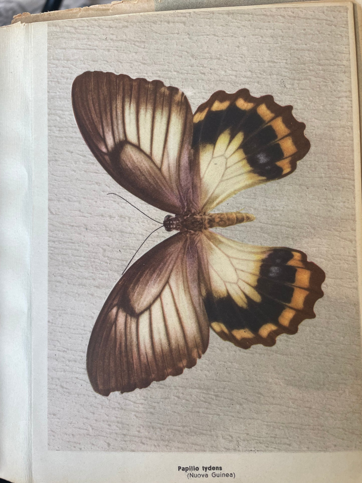 Coppia album di studio con stampe farfalle e animali esotici, dall’800 al ‘900