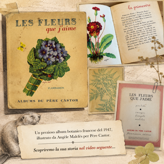 Libro Les Fleurs que J’aime della collana Flammarion du Père Castor, 1947 video su IG