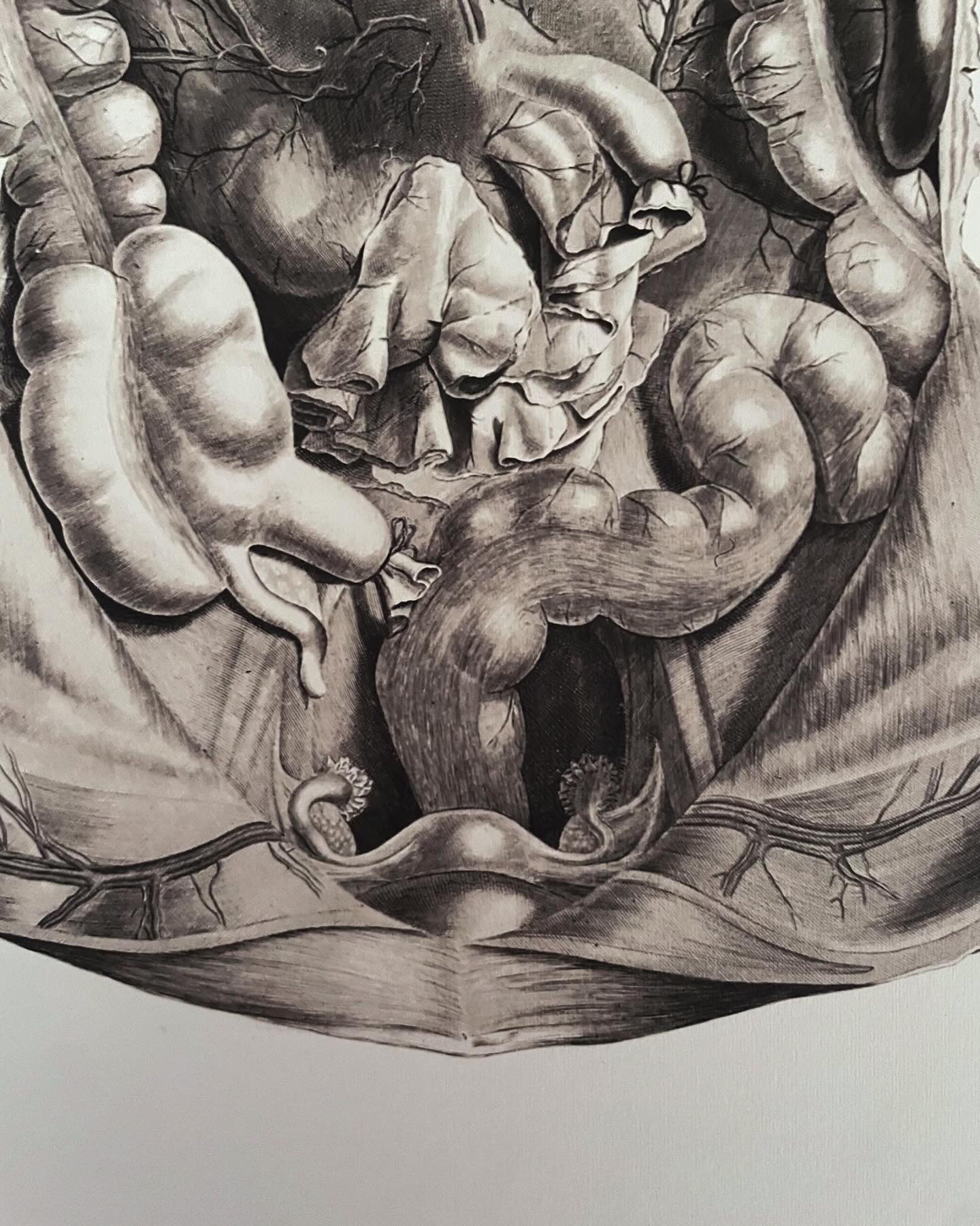 Anatomical Prints Pair 3