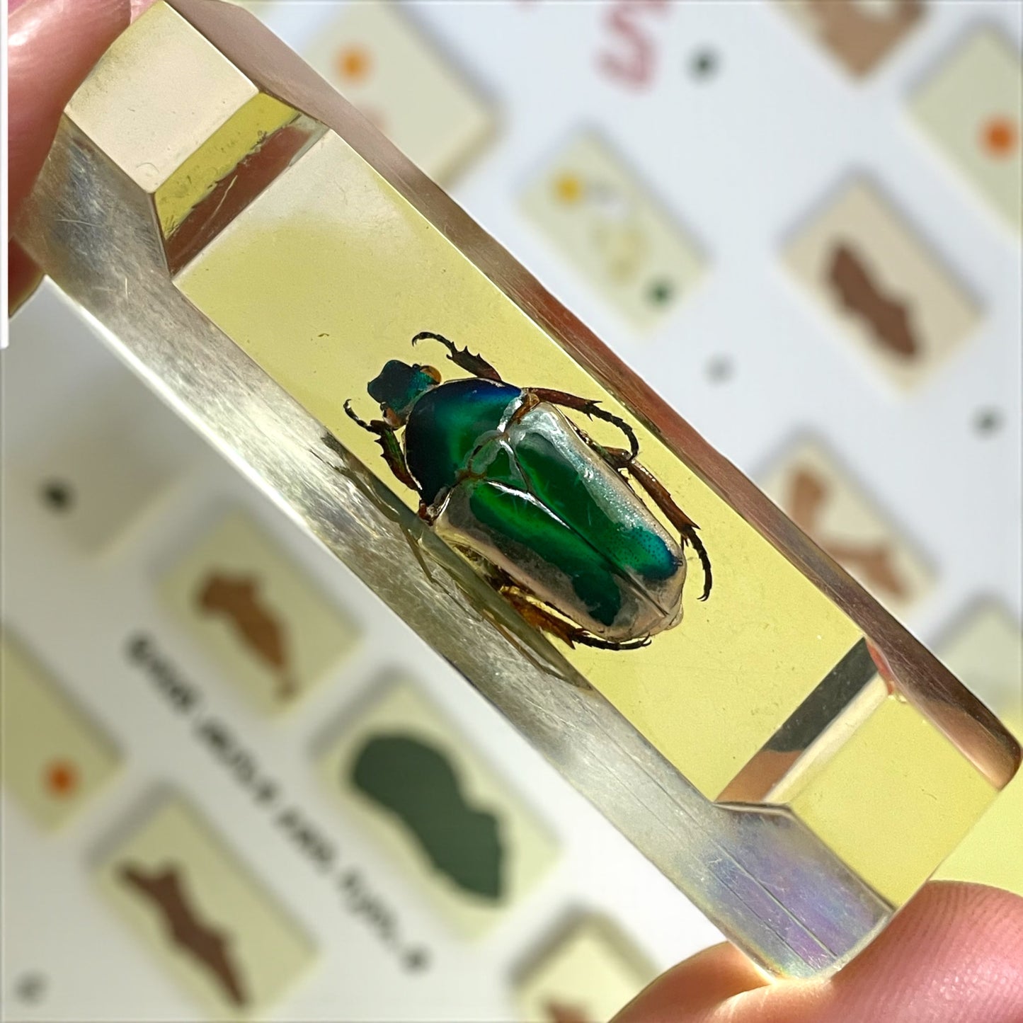 Set 4 poggia coltelli francesi con autentici insetti incapsulati, anni ‘60 Wunderkammer