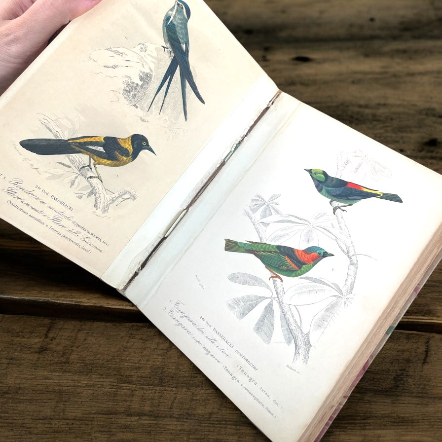 Coppia libri con antiche stampe uccelli e pesci 85 pz