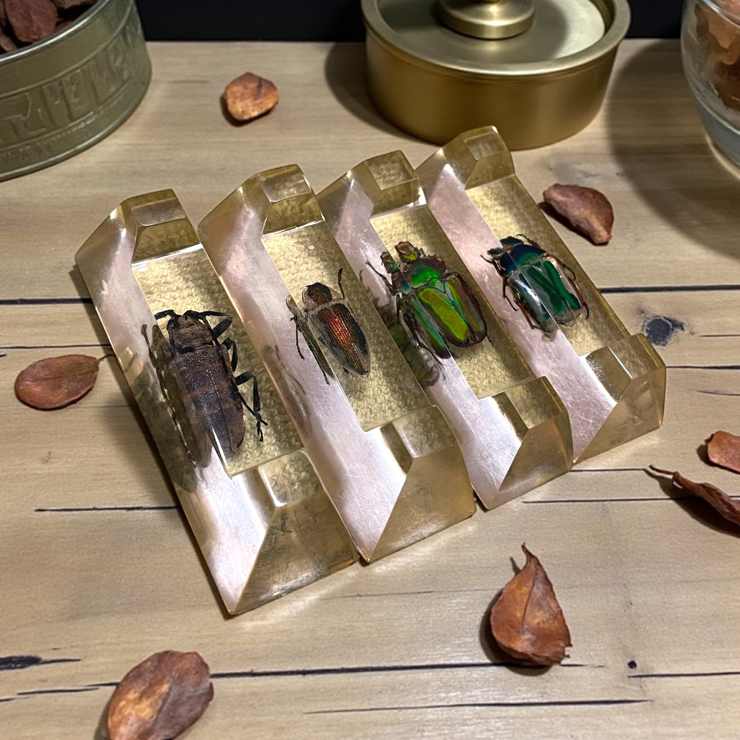 Set 4 poggia coltelli francesi con autentici insetti incapsulati, anni ‘60 Wunderkammer