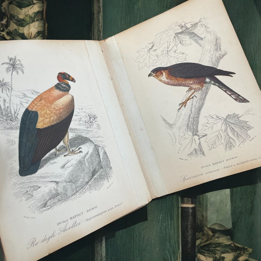 Coppia libri con antiche stampe uccelli e pesci 85 pz