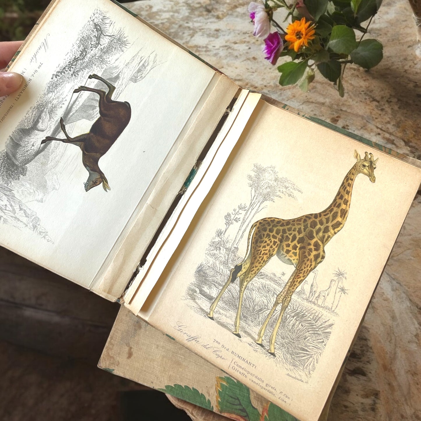 Coppia album di studio con stampe farfalle e animali esotici, dall’800 al ‘900