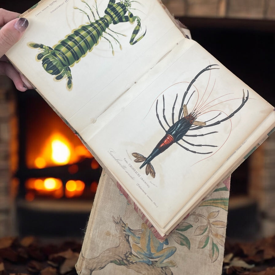 Coppia libri con antiche stampe uccelli e pesci 85 pz