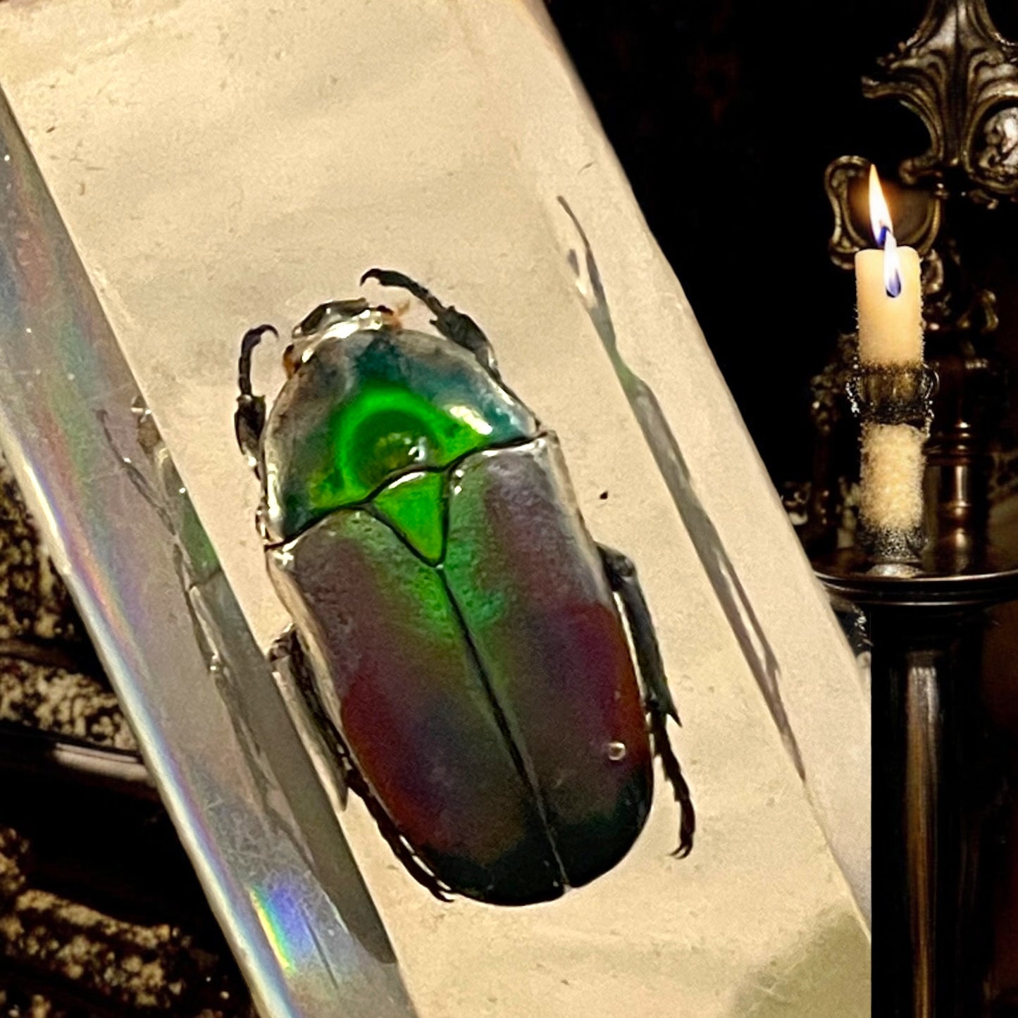 Esclusivo set poggia coltelli con veri scarabei