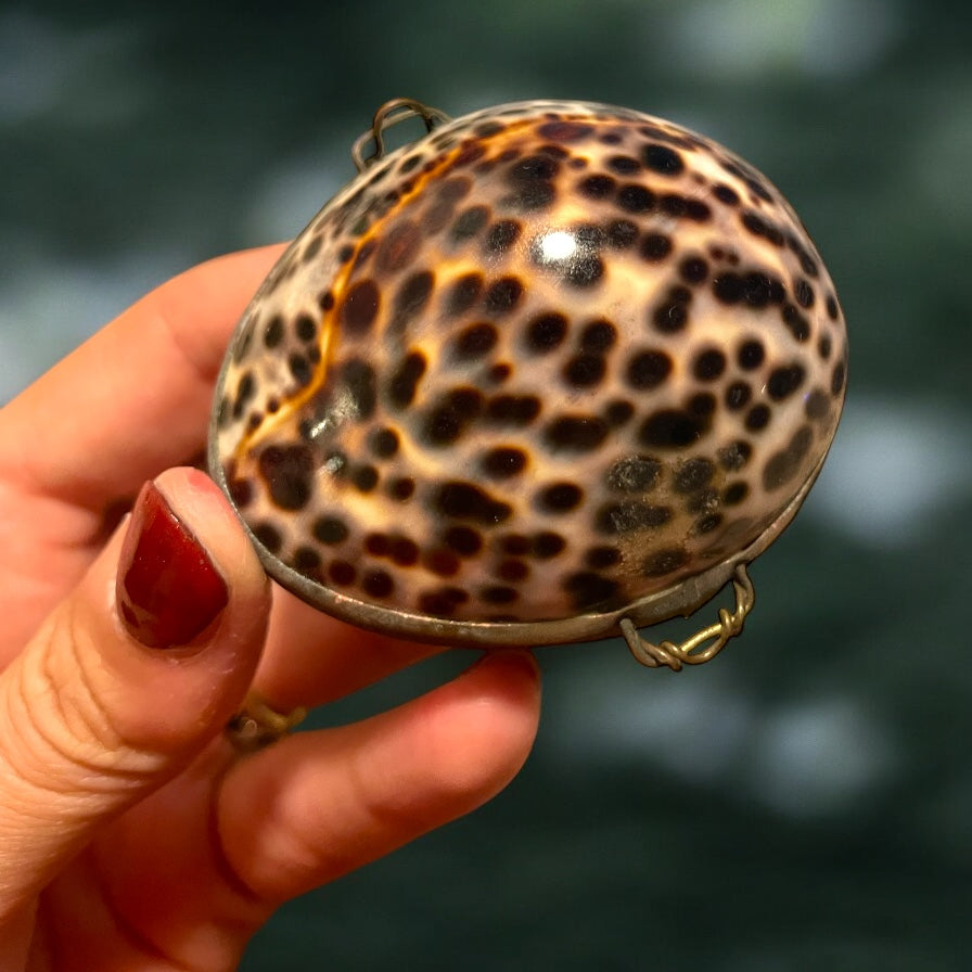 Splendido scrigno in conchiglia Cypraea tigris, primo ‘900