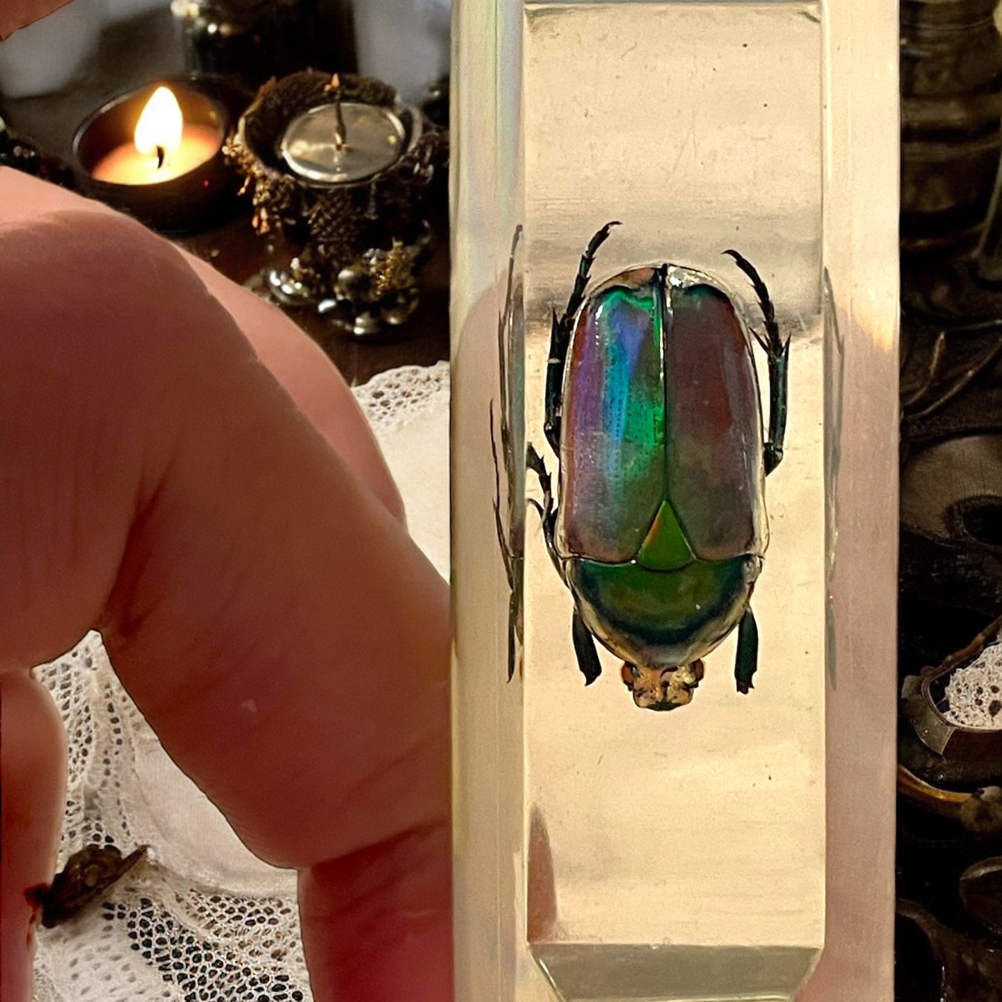 Esclusivo set poggia coltelli con veri scarabei