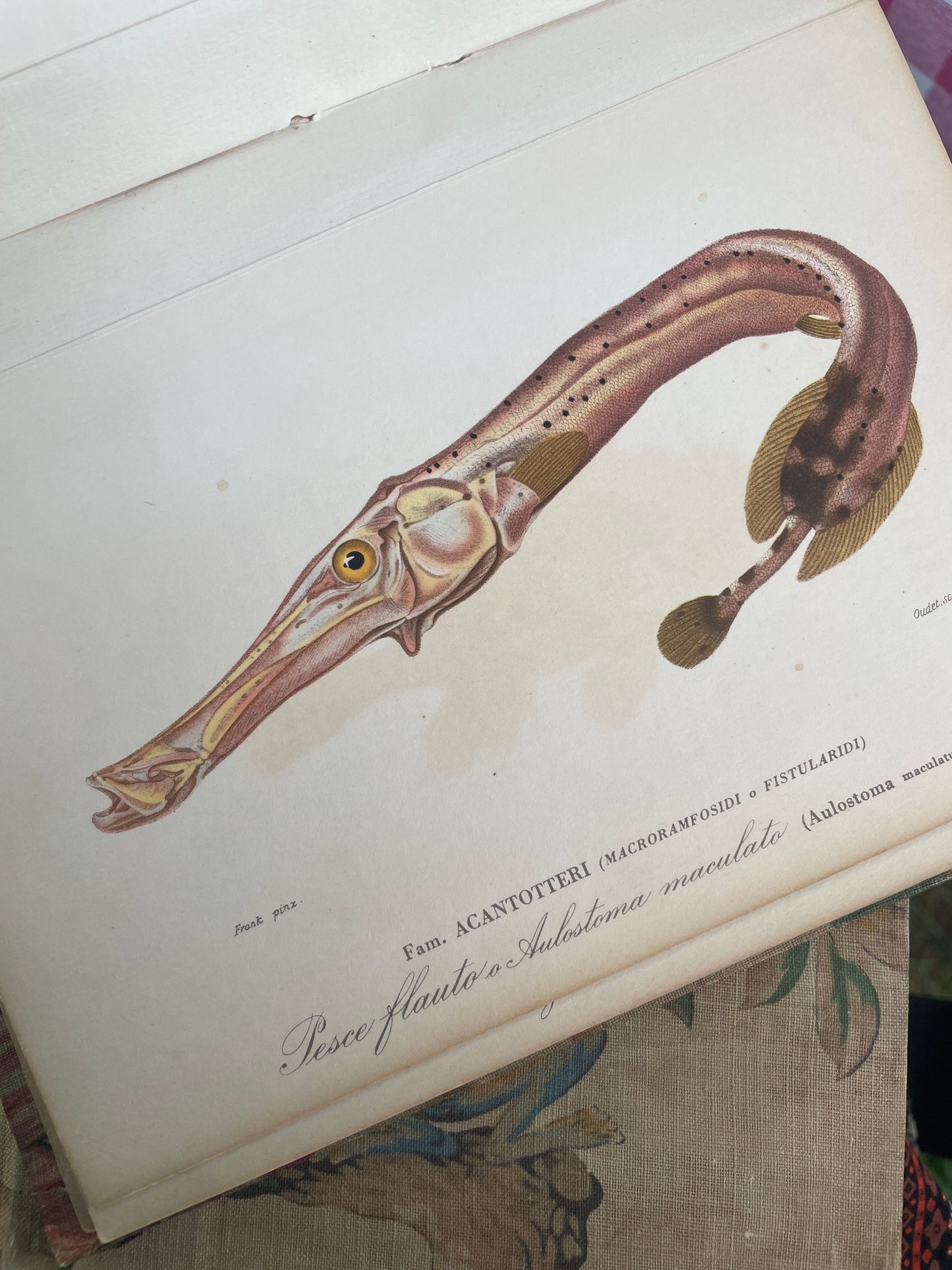 Coppia libri con antiche stampe uccelli e pesci 85 pz