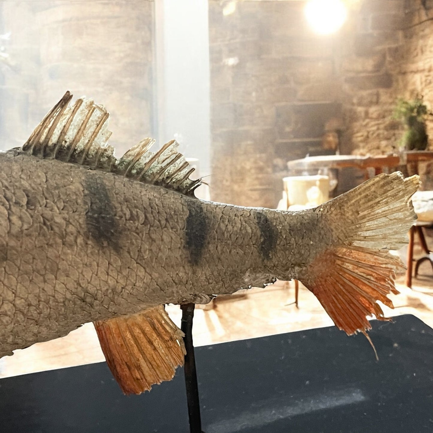 Antico pesce persico imbalsamato, tassidermia da wunderkammer anni ‘20