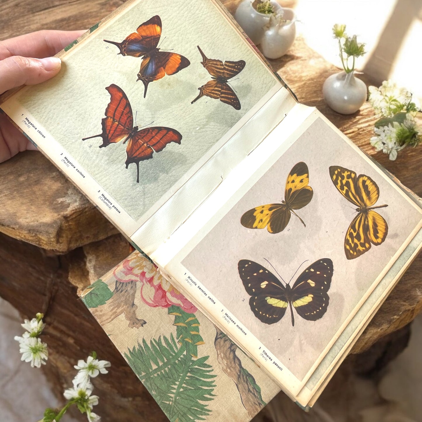 Coppia album di studio con stampe farfalle e animali esotici, dall’800 al ‘900