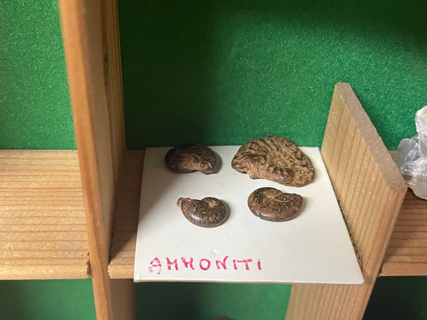 Bacheca con minerali e fossili, collezione cabinet des curiosites anni ‘80
