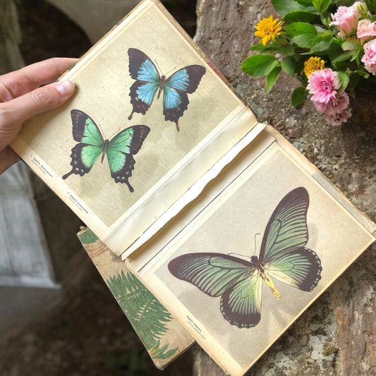 Coppia album di studio con stampe farfalle e animali esotici, dall’800 al ‘900