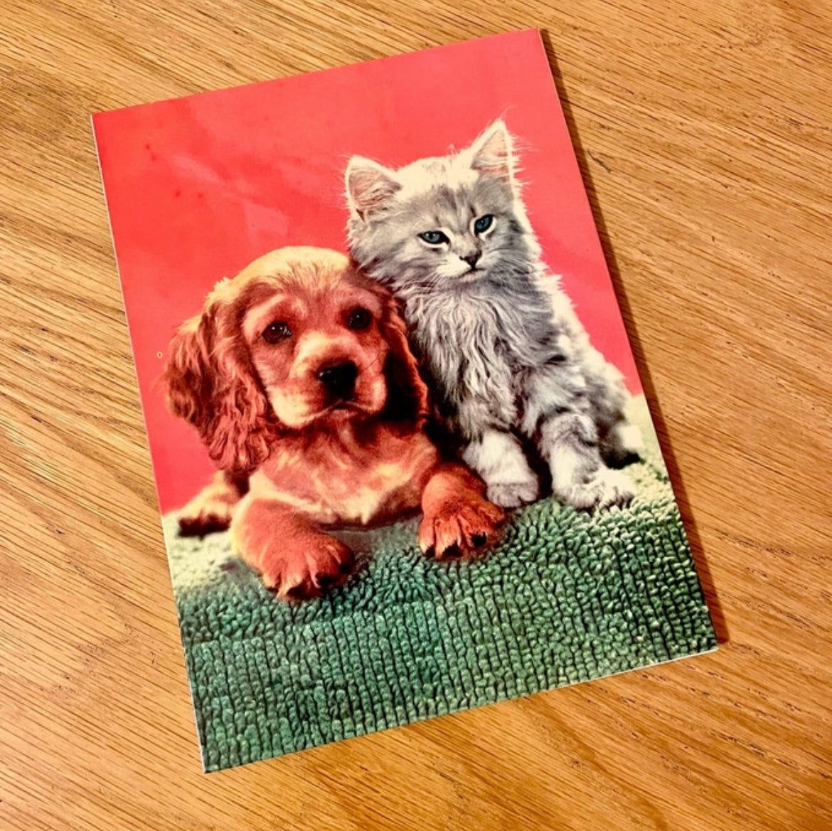 Motta insegna cane e gatto