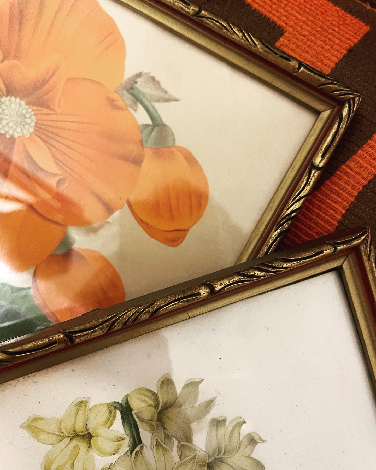 Coppia stampe botaniche