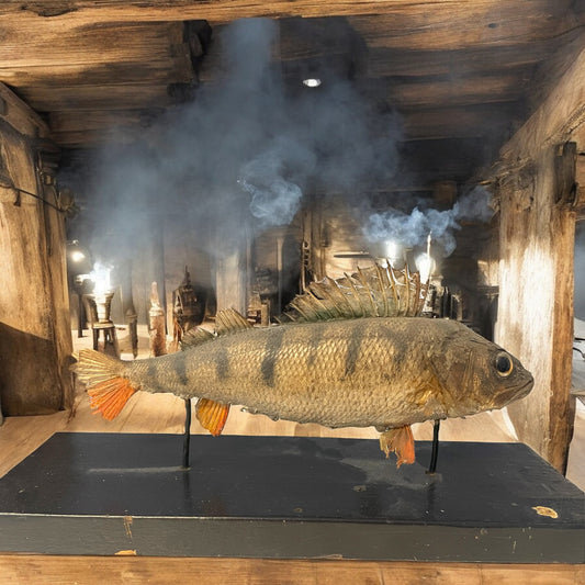 Antico pesce persico imbalsamato, tassidermia da wunderkammer anni ‘20