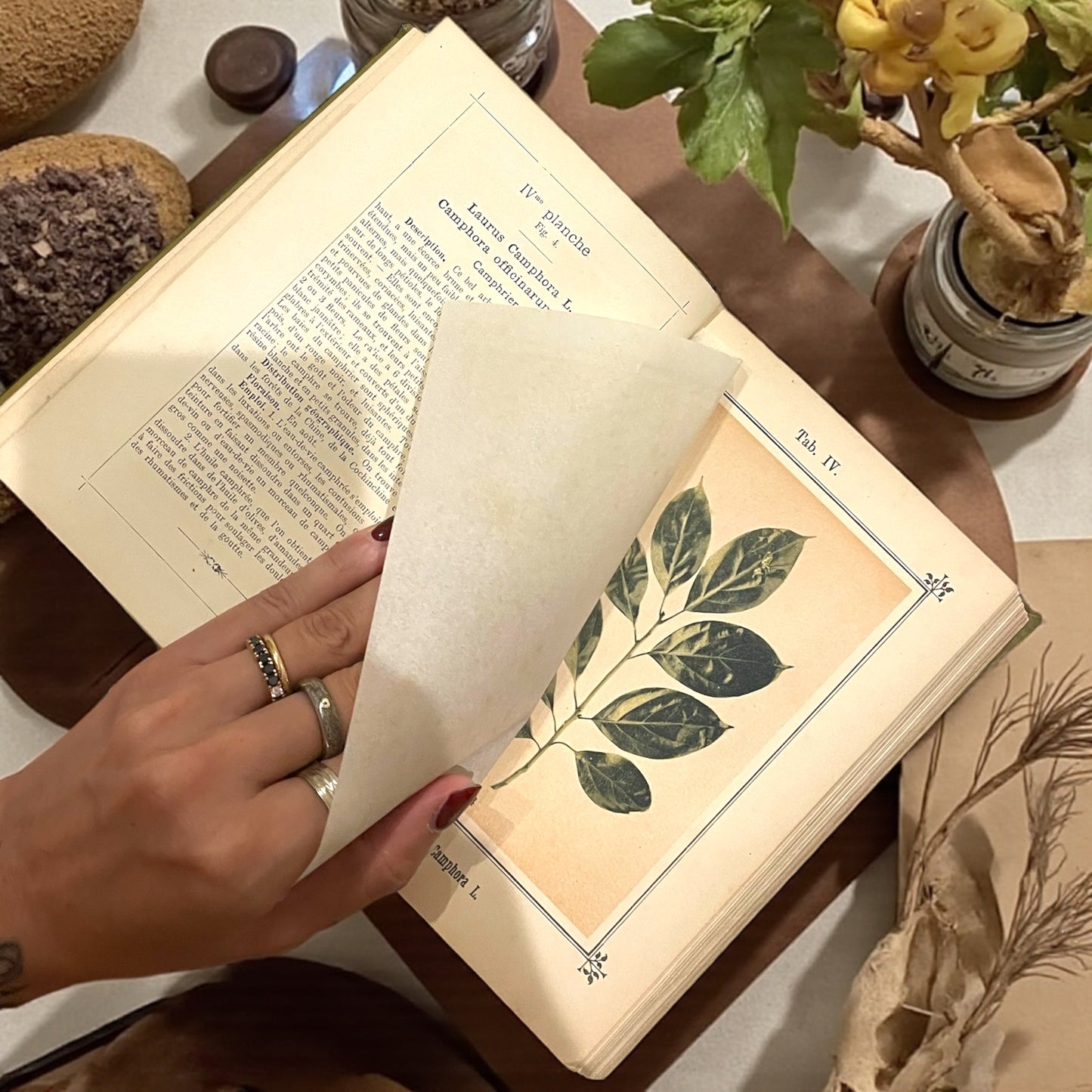 Atlante di naturopatia del 1894, S. Kneipp, 41 cromolitografie botaniche