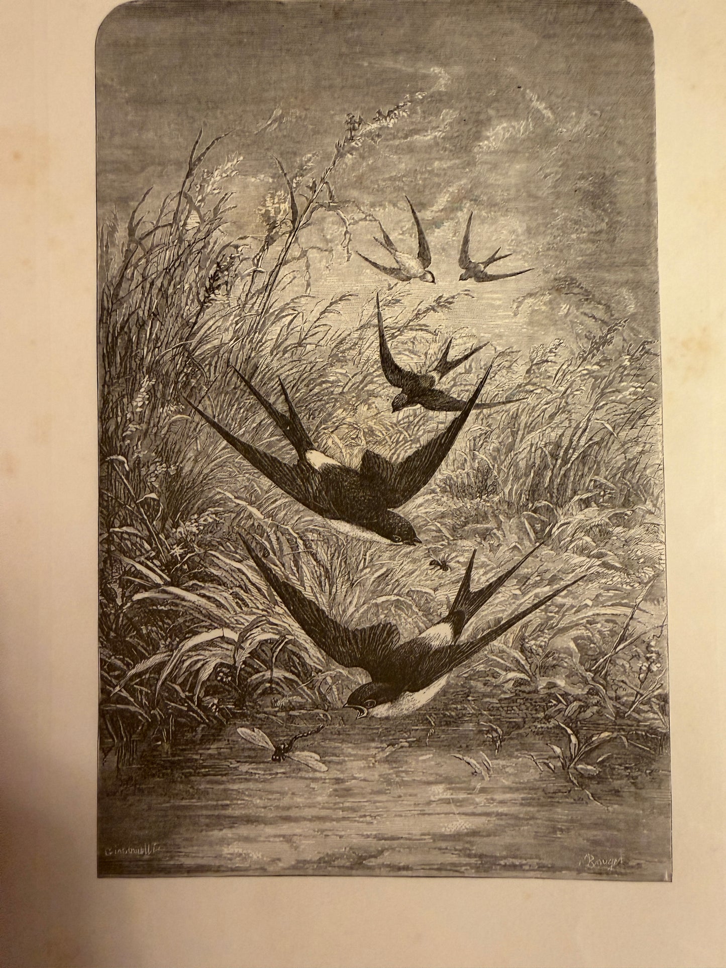 L’Insecte di Michelet, 1876, illustrato da Giacomelli con tavole a piena pagina e margini
