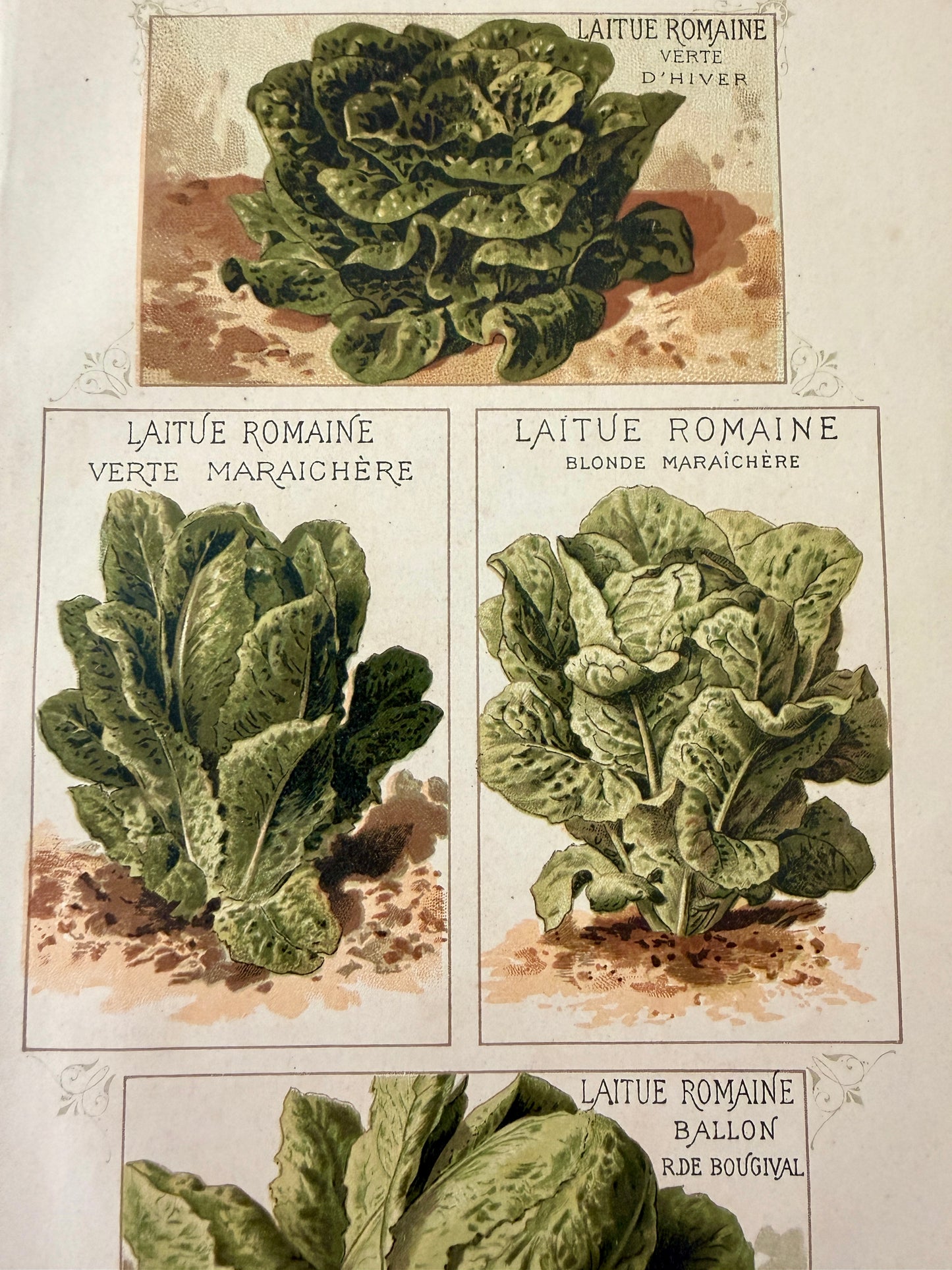 Tris antiche stampe botaniche 1883 varietà ortaggi antichi