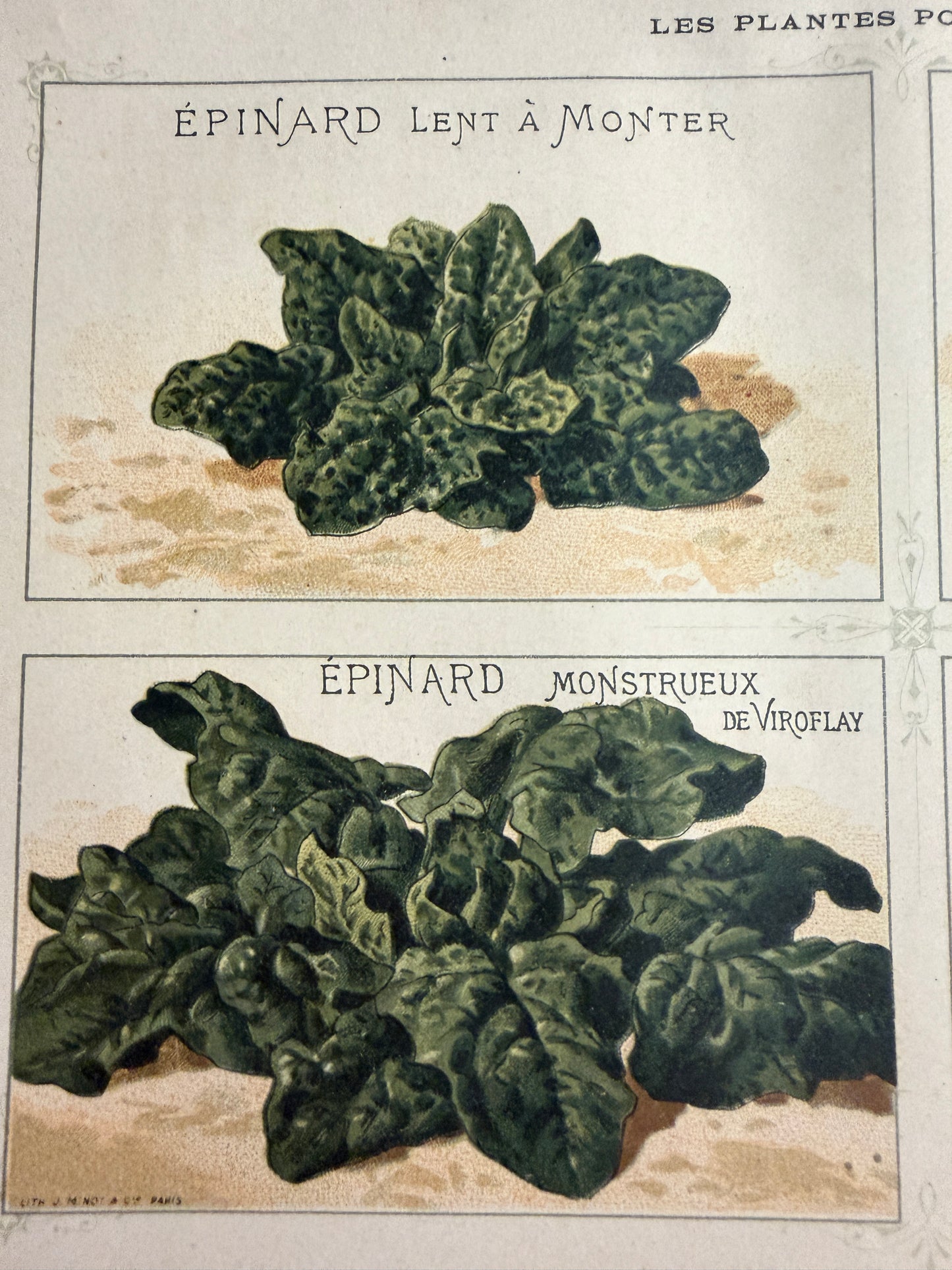 N. 3 antiche stampe cromolito Vilmorin - Andrieux botanica 1883
