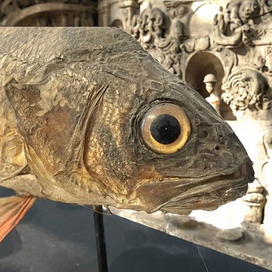 Antico pesce persico imbalsamato, tassidermia da wunderkammer anni ‘20