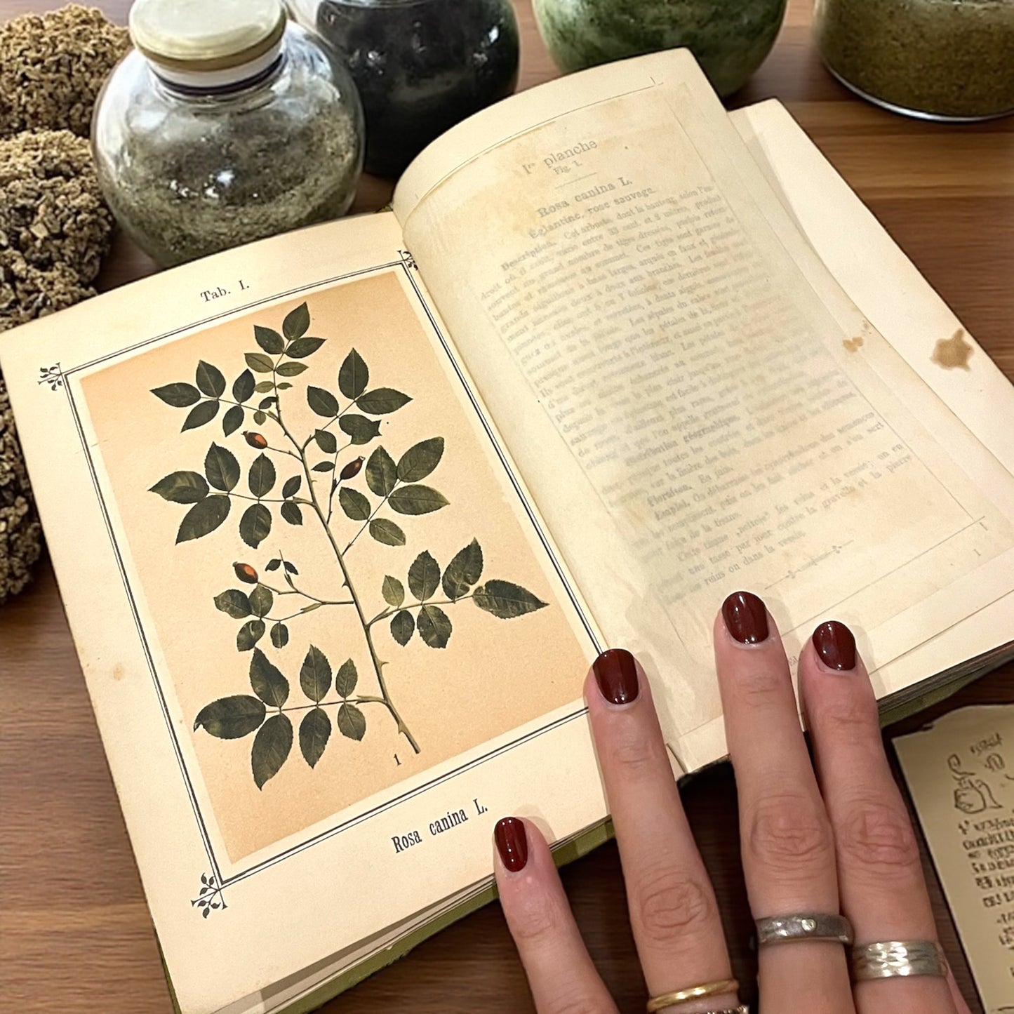 Atlante di naturopatia del 1894, S. Kneipp, 41 cromolitografie botaniche