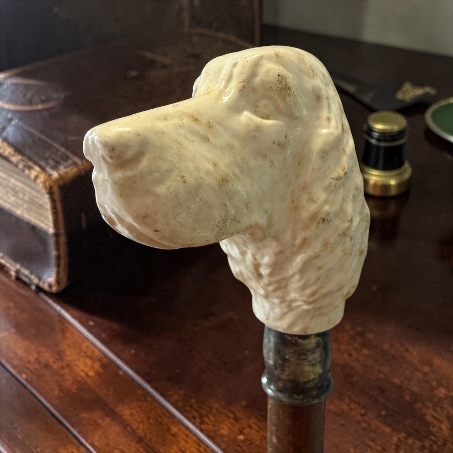 Antico bastone con testa di setter, prima metà ‘900