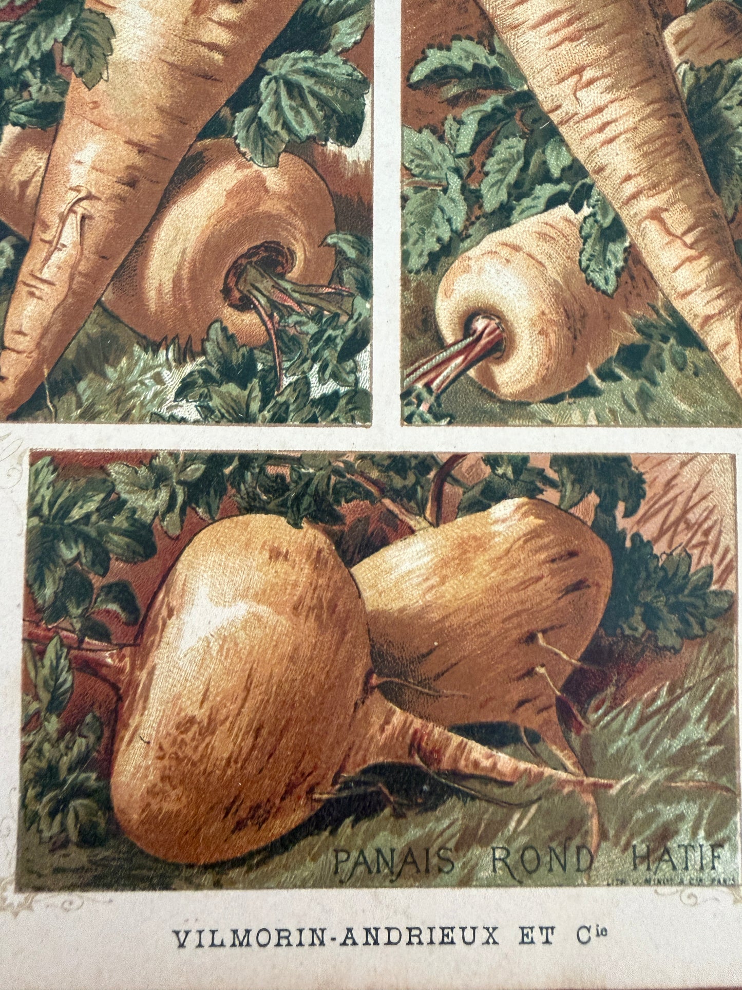 Tris antiche stampe cromolitho botaniche Vilmorin-Andrieux originali del 1883 verticali