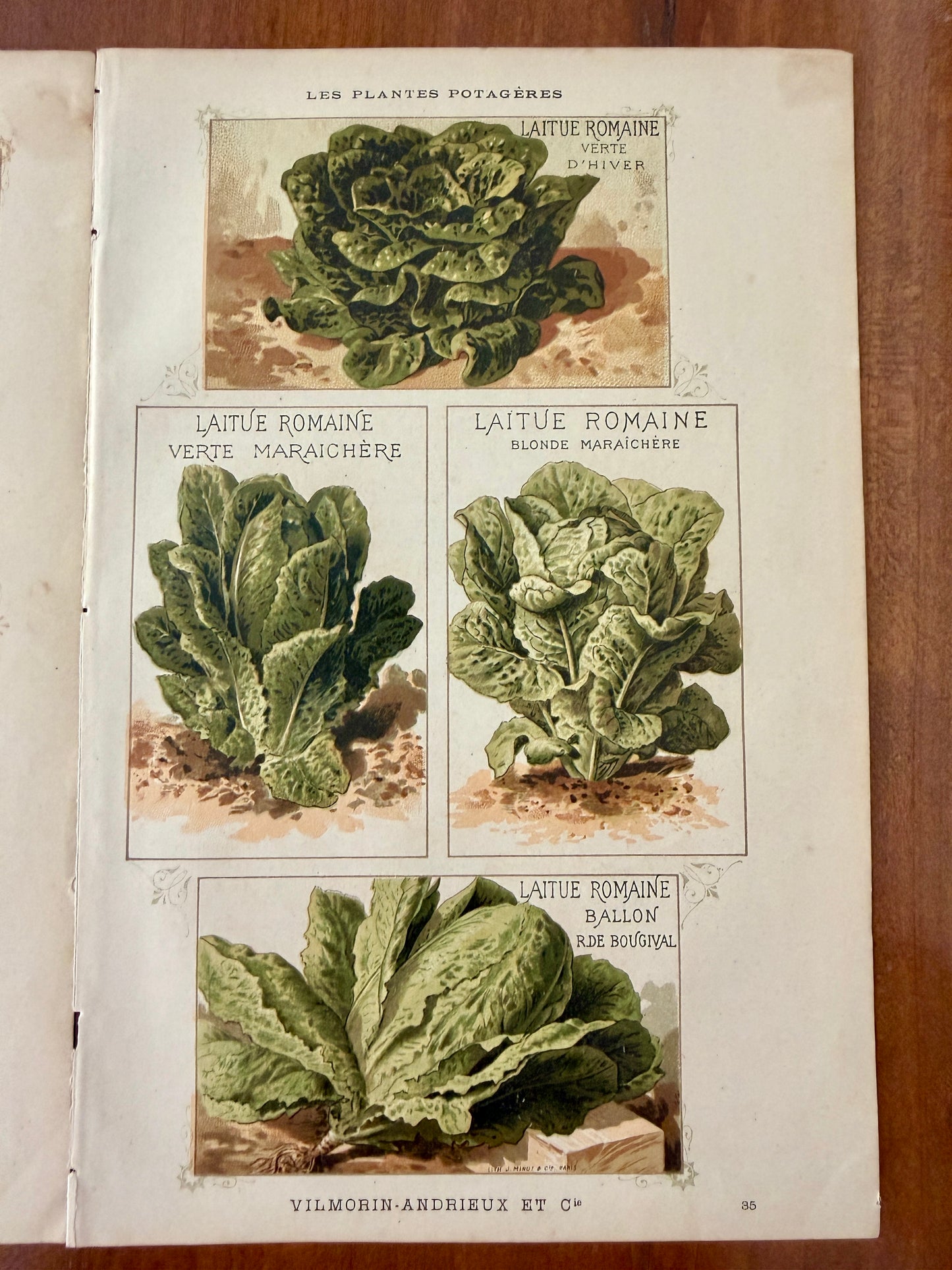 Tris antiche stampe botaniche 1883 varietà ortaggi antichi