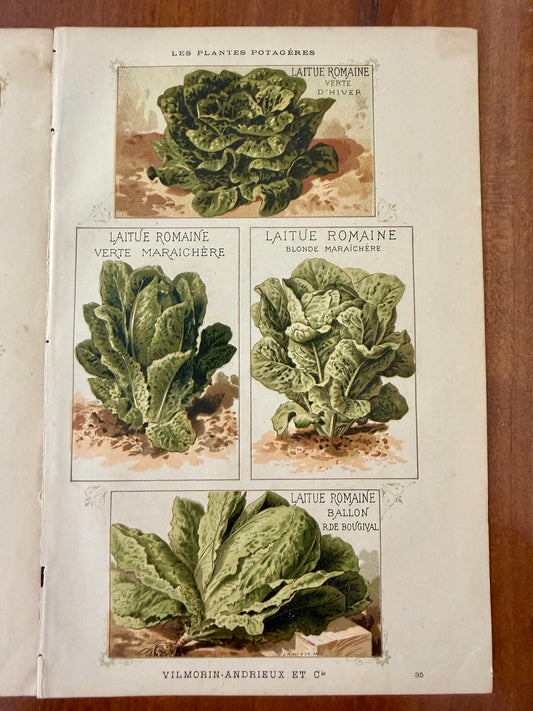 Tris antiche stampe botaniche 1883 varietà ortaggi antichi