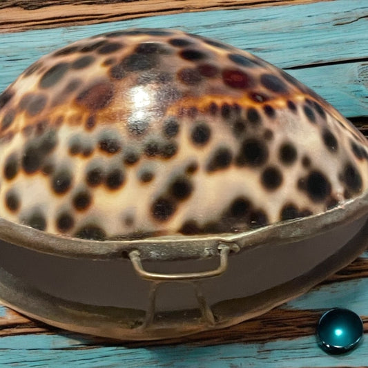 Splendido scrigno in conchiglia Cypraea tigris, primo ‘900