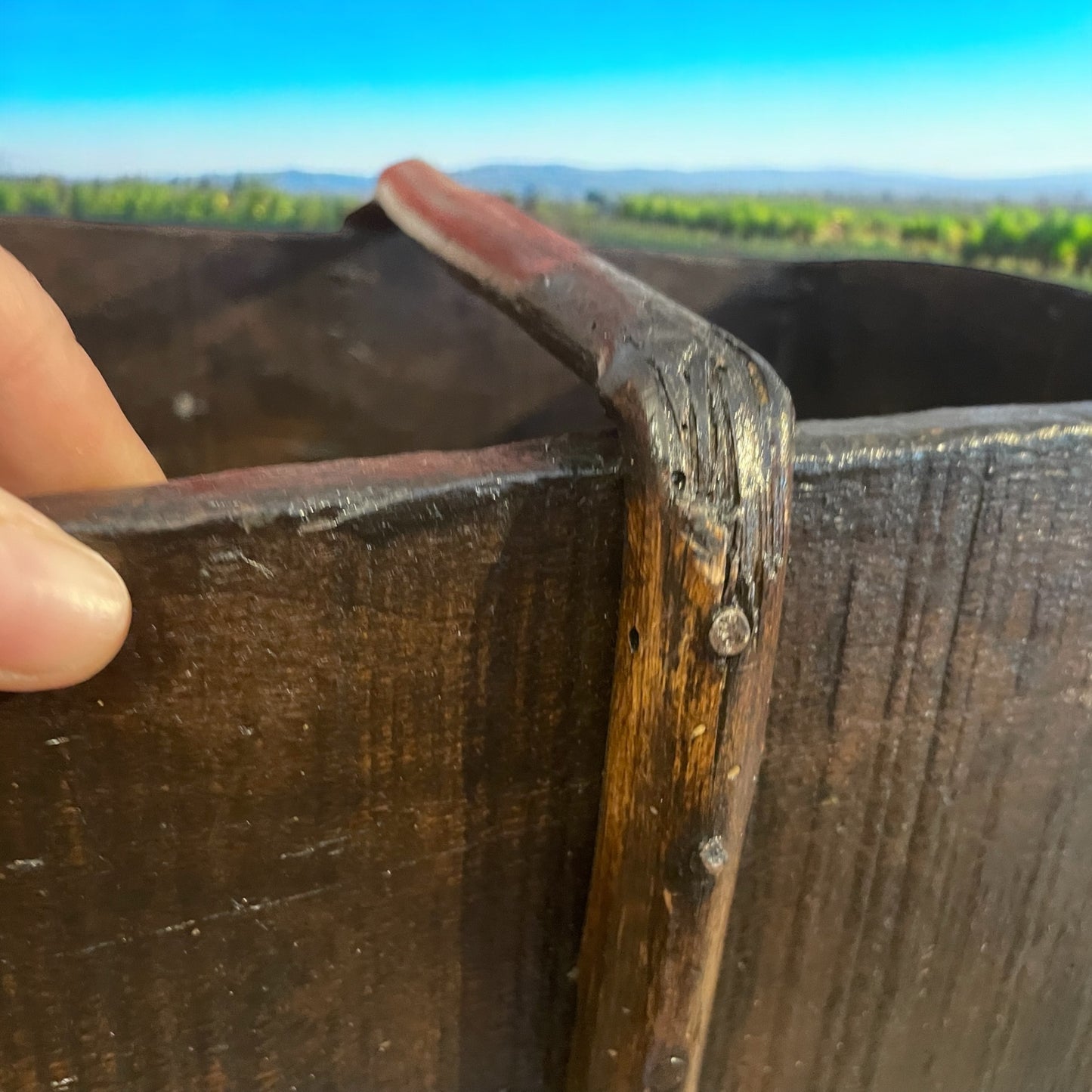 Paniere da vendemmia in legno antico e tralcio incurvato