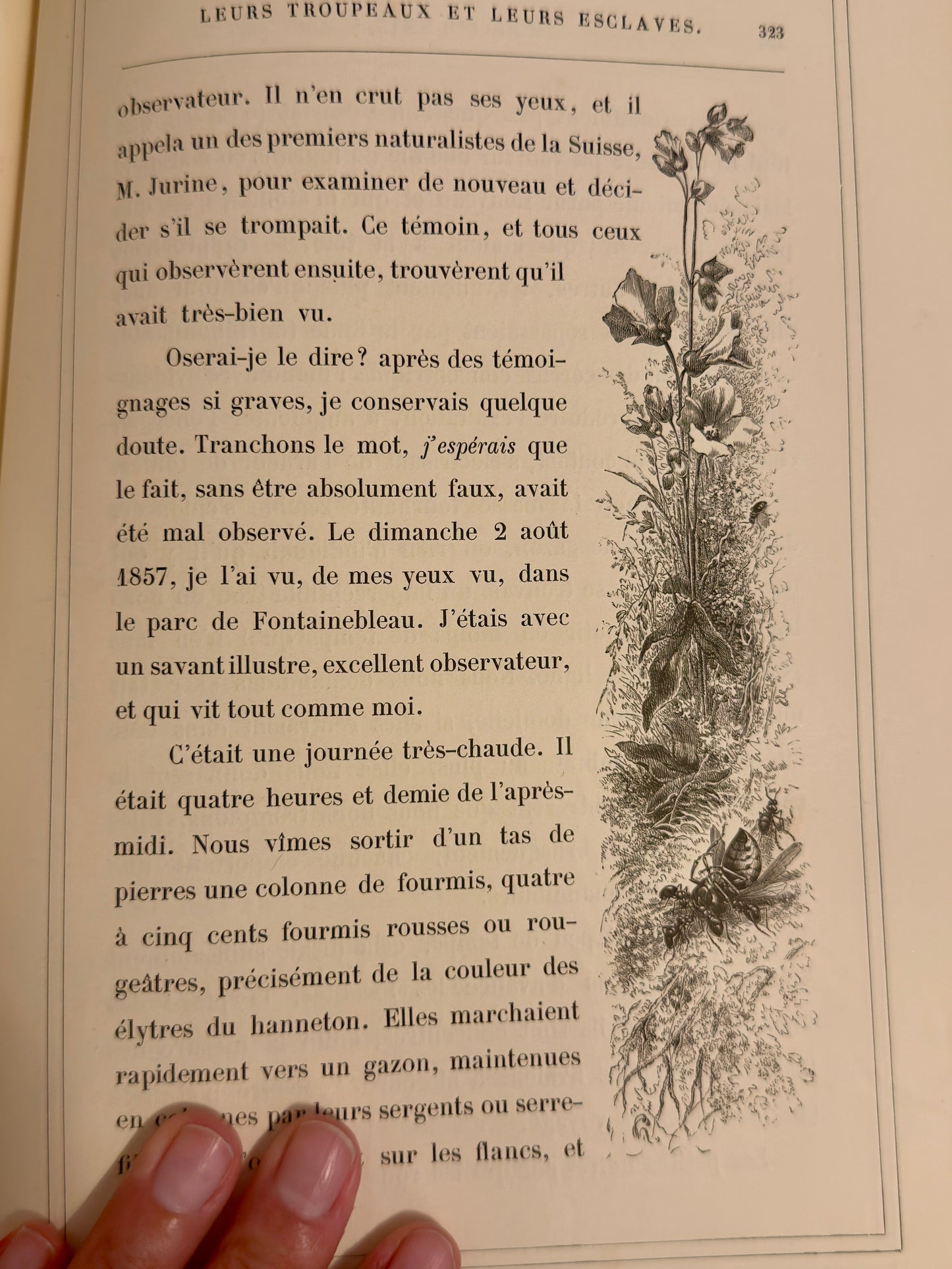 L’Insecte di Michelet, 1876, illustrato da Giacomelli con tavole a piena pagina e margini
