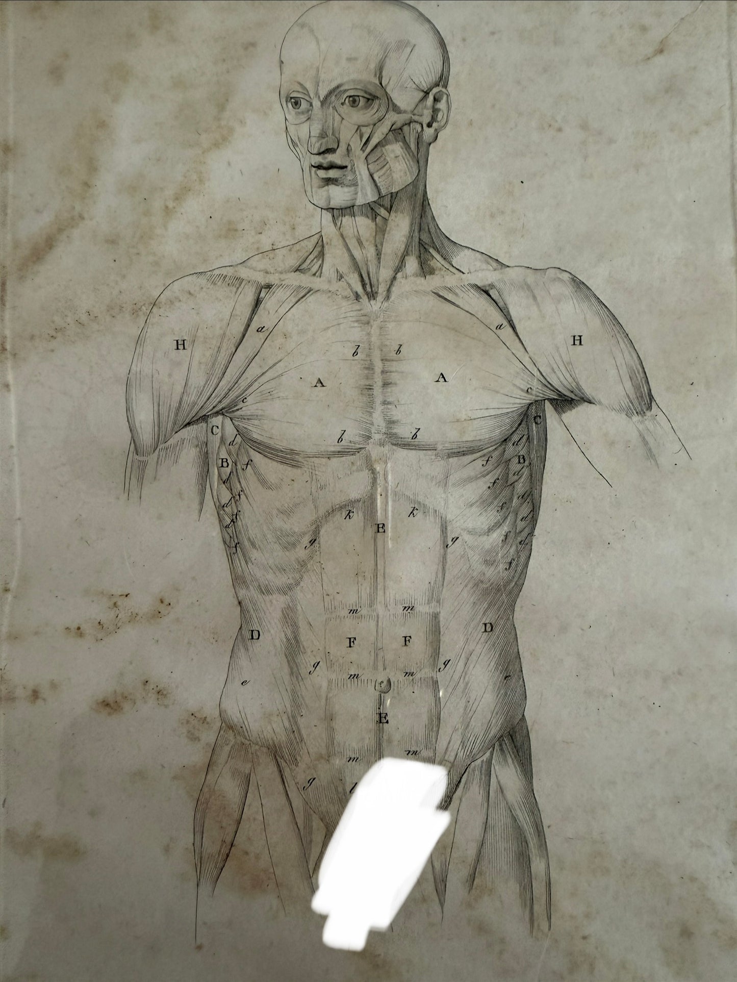 Antica tavola anatomica doppia del 1841 destinata alla Belle Arti, firmata e incorniciata