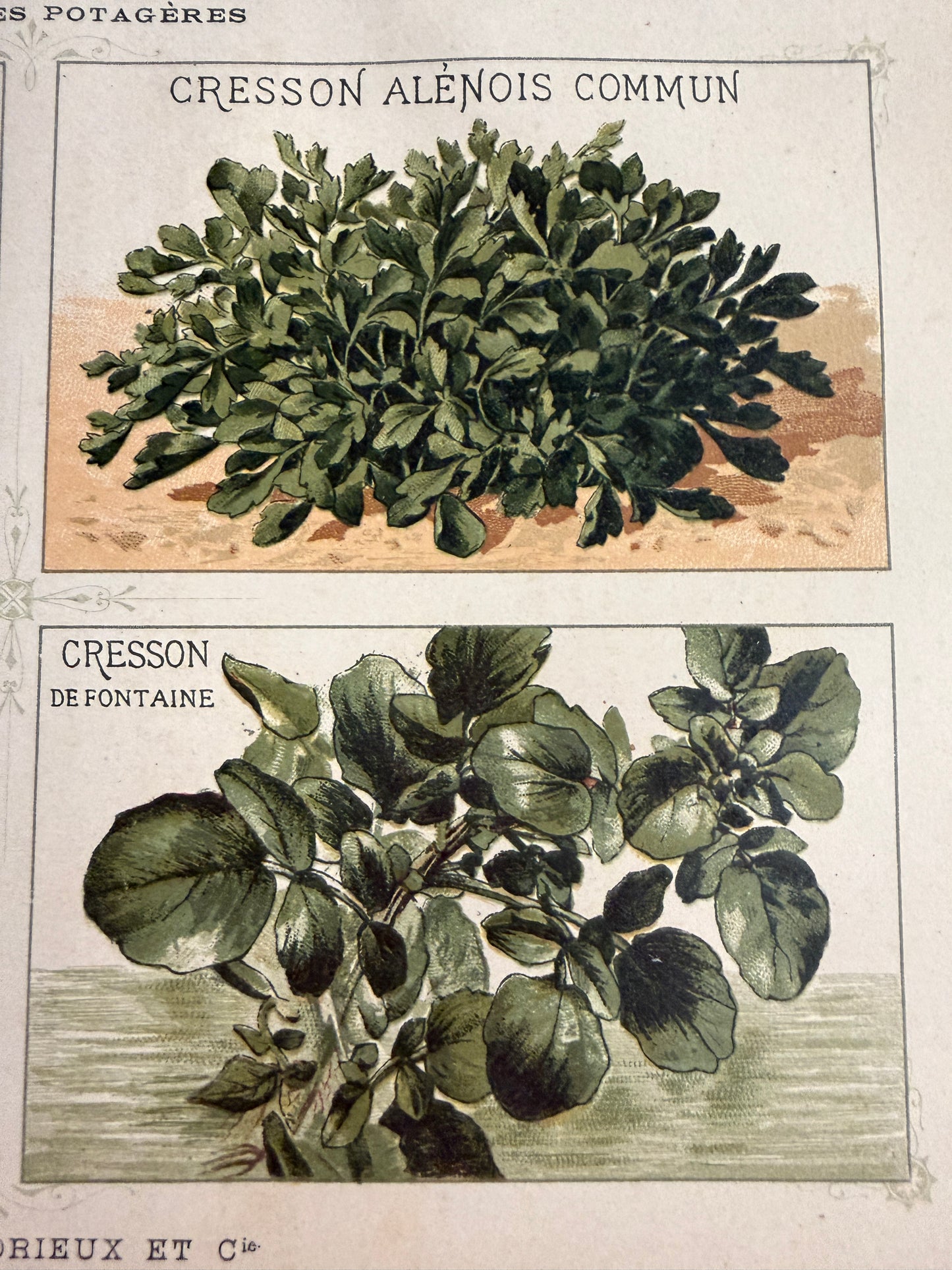 N. 3 antiche stampe cromolito Vilmorin - Andrieux botanica 1883