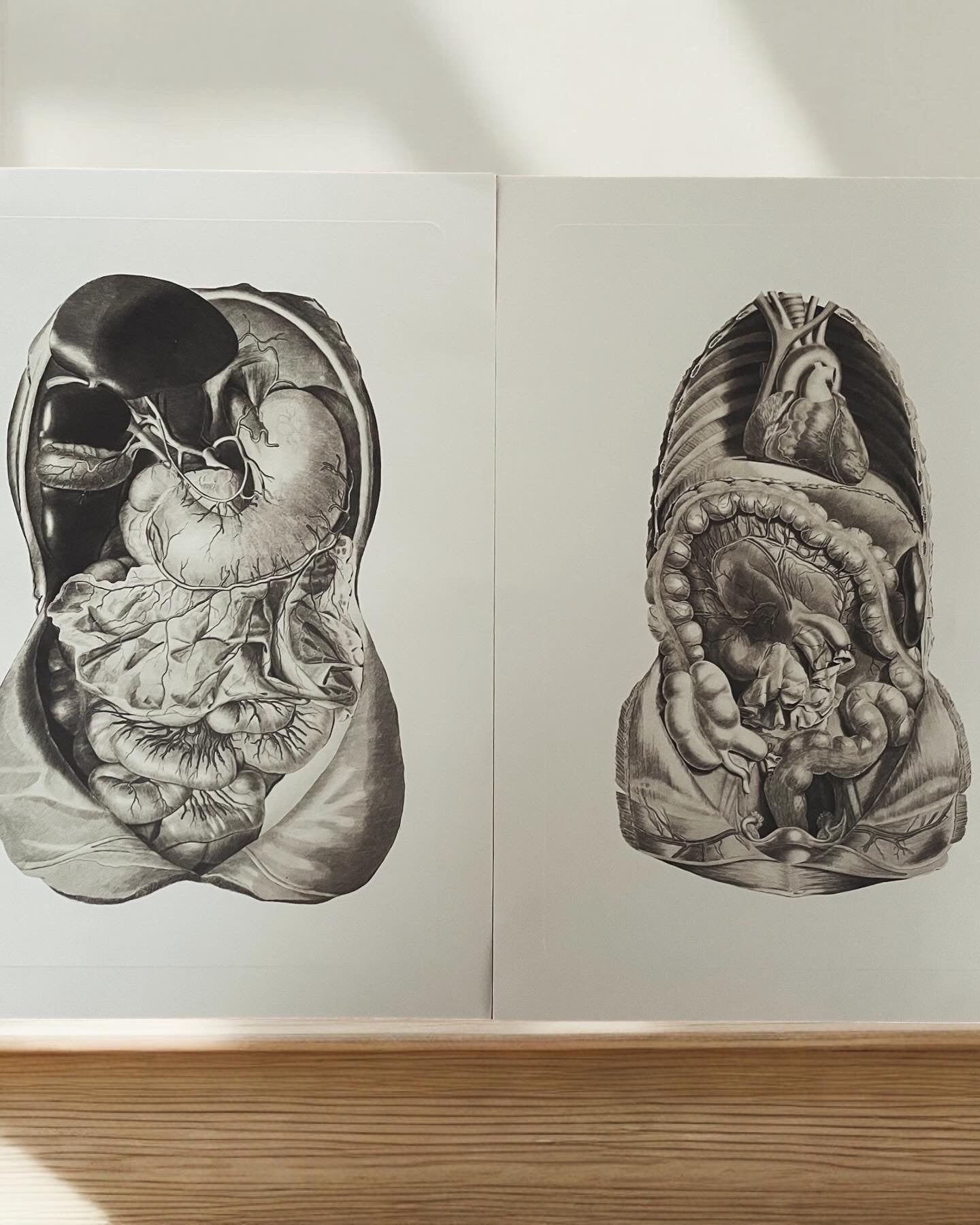 Anatomical Prints Pair 3