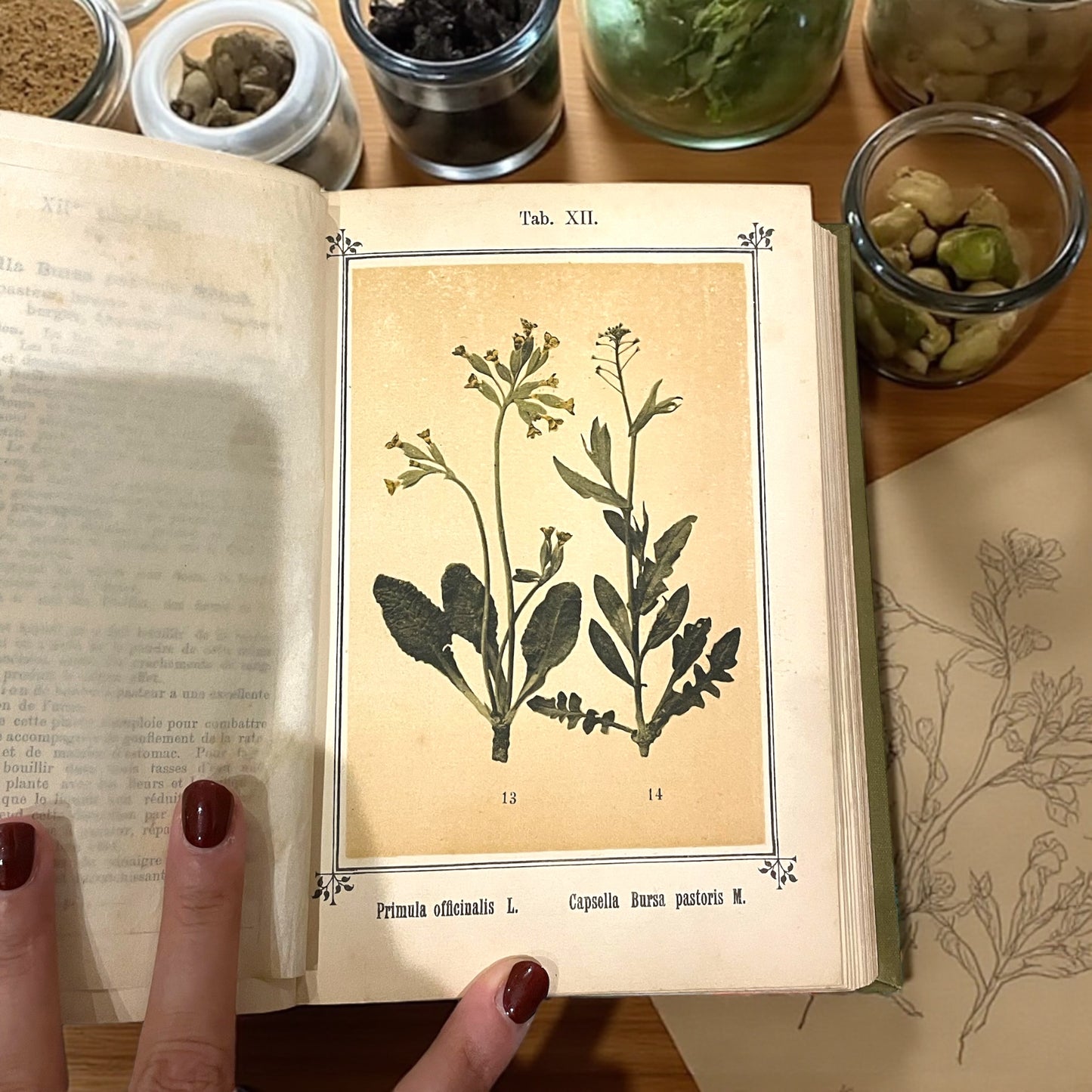 Atlante di naturopatia del 1894, S. Kneipp, 41 cromolitografie botaniche