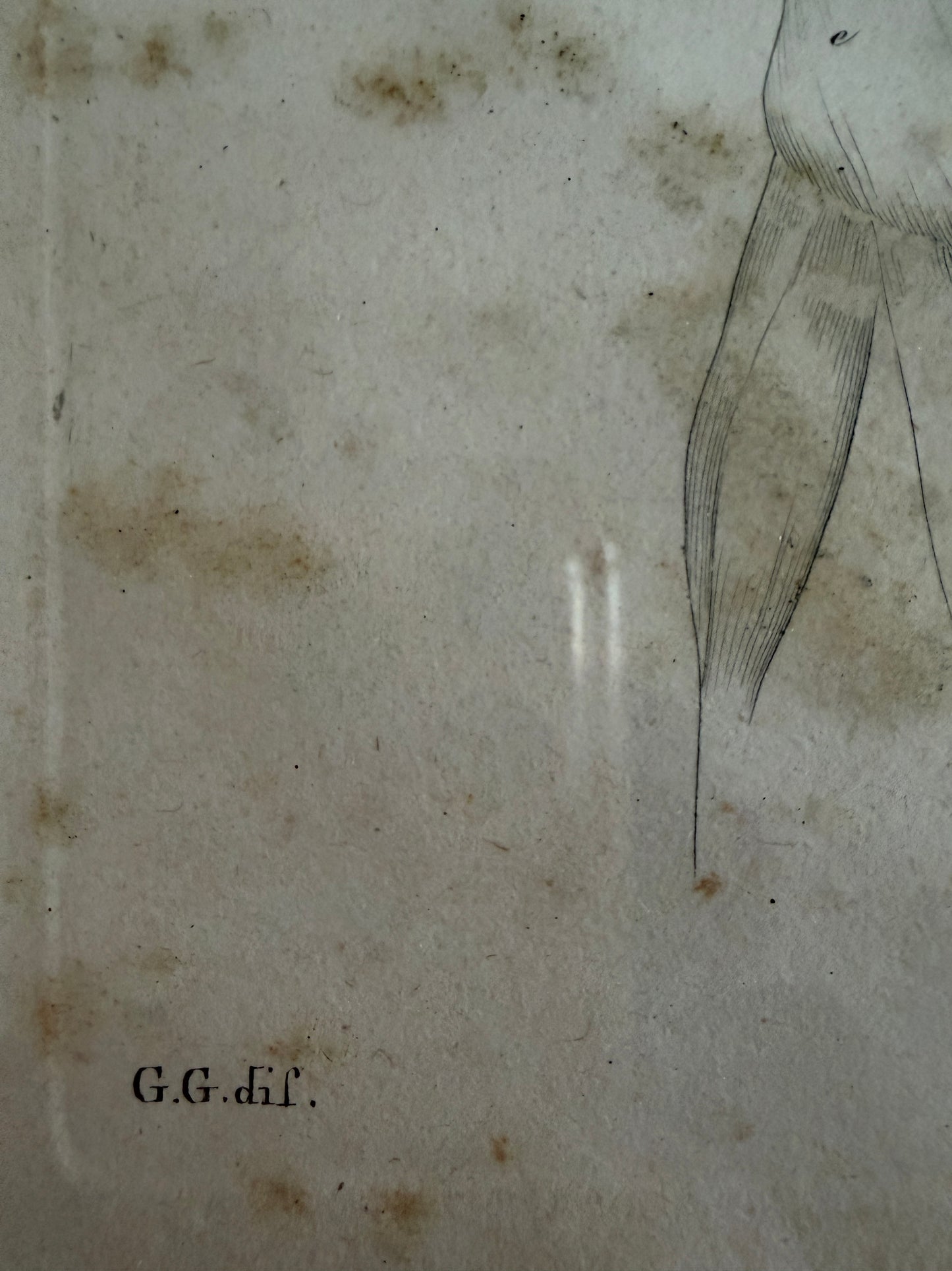 Antica tavola anatomica doppia del 1841 destinata alla Belle Arti, firmata e incorniciata