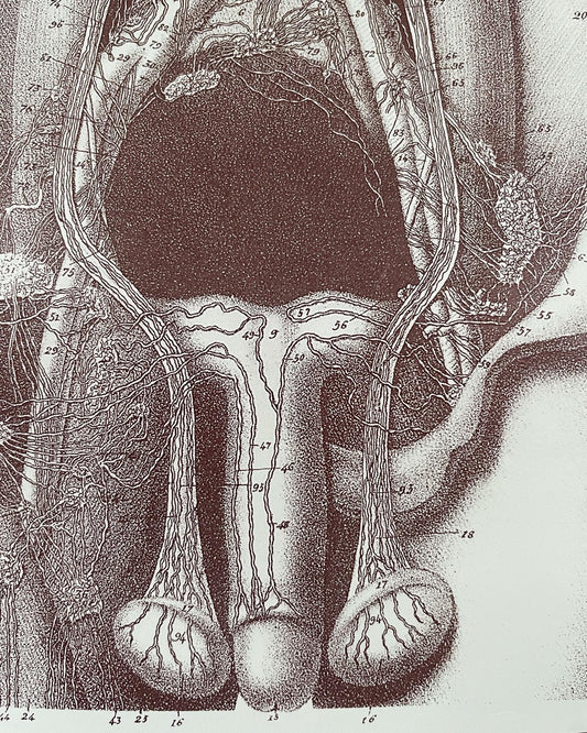 Anatomical prints of the reproductive system