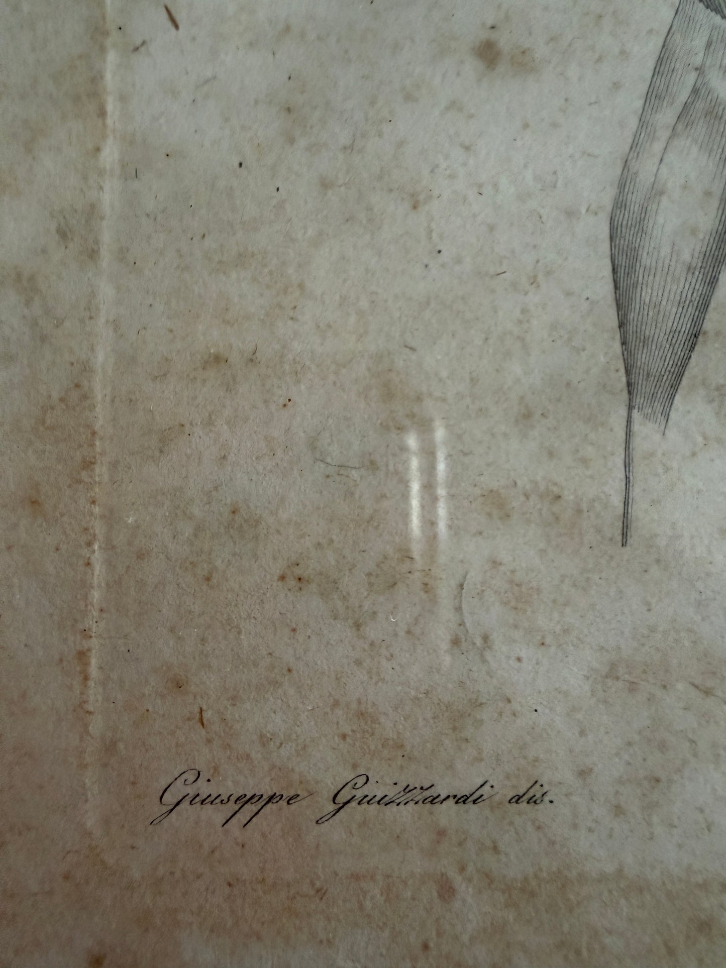 Antica tavola anatomica doppia del 1841 destinata alla Belle Arti, firmata e incorniciata