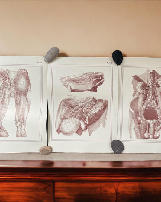 Anatomical prints of the reproductive system