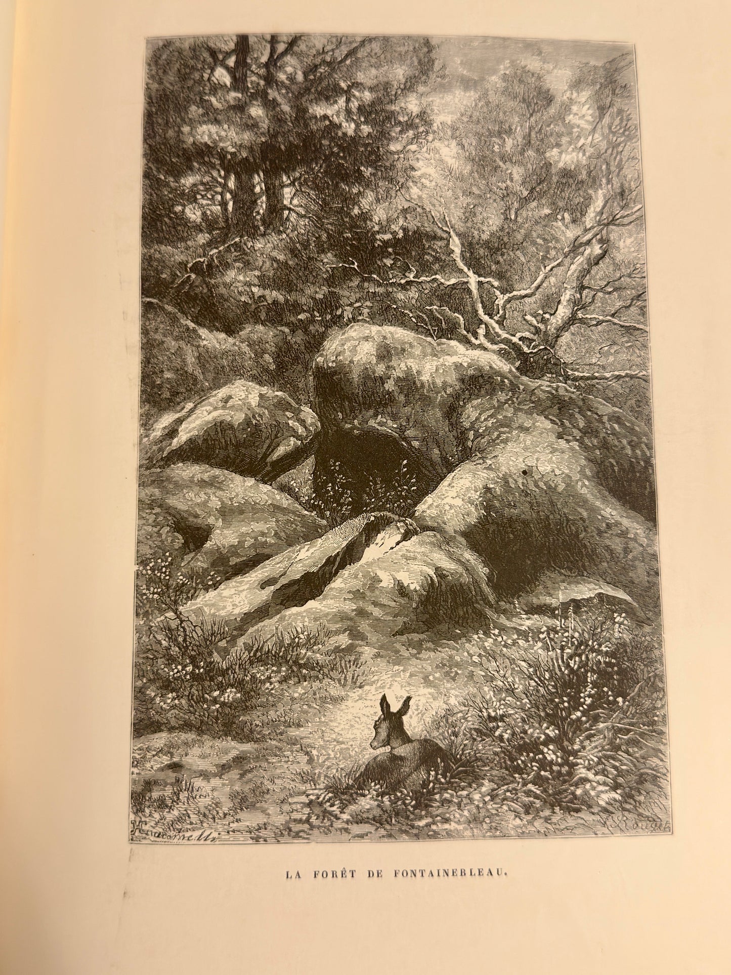 L’Insecte di Michelet, 1876, illustrato da Giacomelli con tavole a piena pagina e margini
