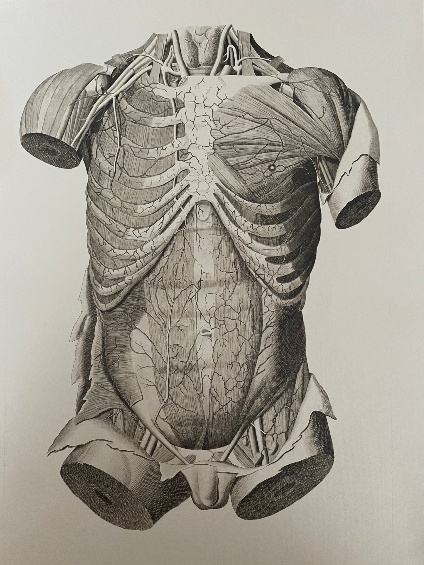 Anatomical tables 2