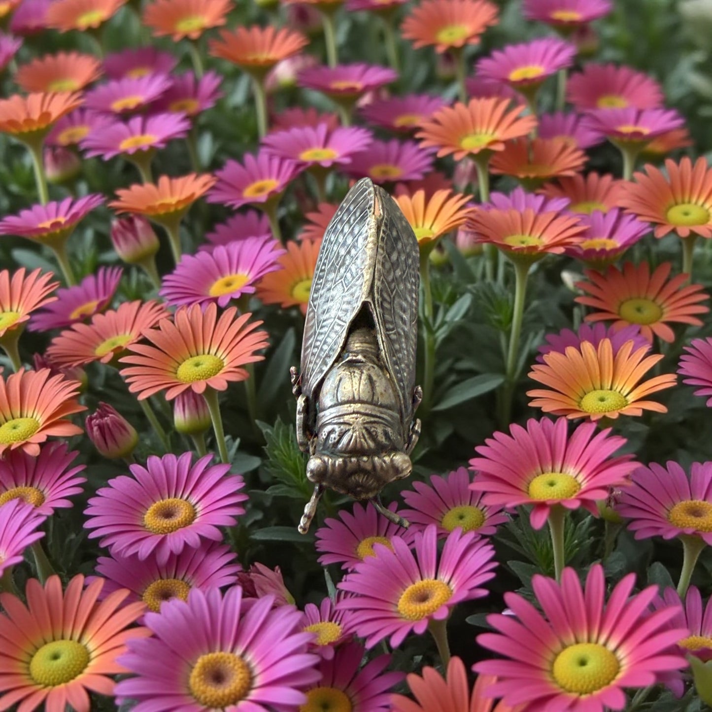 Antica spilla a guisa di cicala in argento, fine ‘800, simbolo colto lavorazione finissima