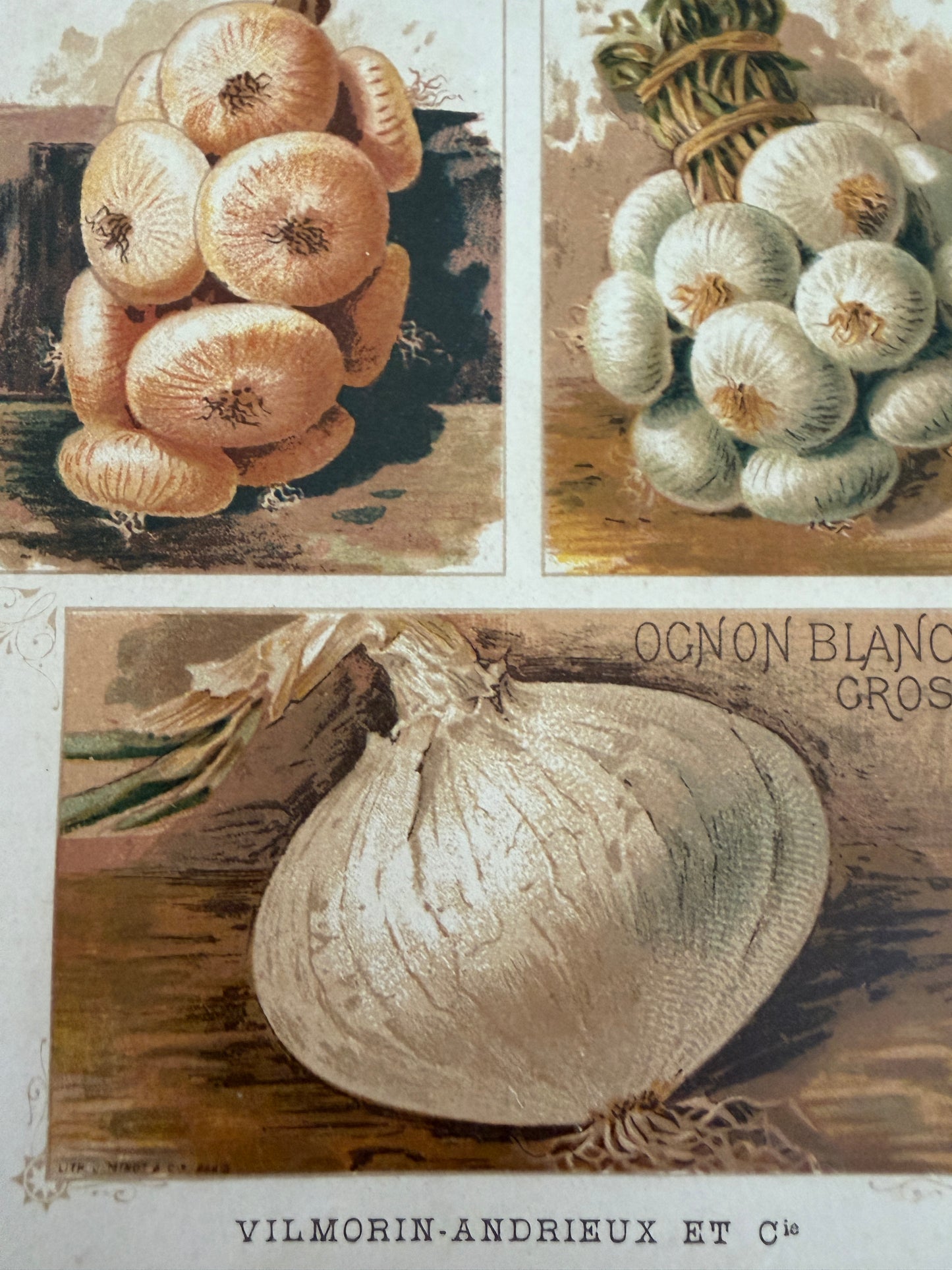 Tris antiche stampe cromolitho botaniche Vilmorin-Andrieux originali del 1883 verticali