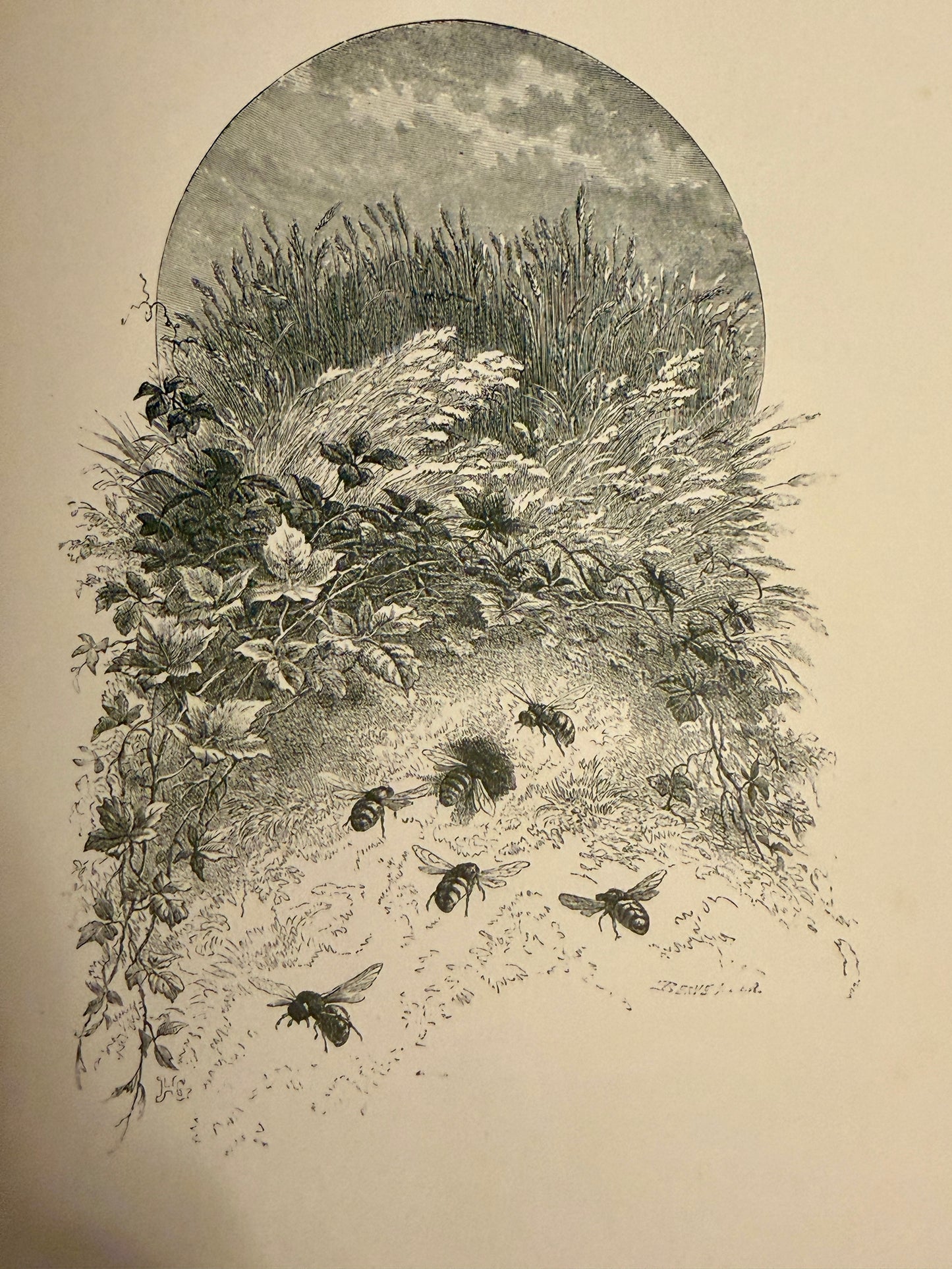 L’Insecte di Michelet, 1876, illustrato da Giacomelli con tavole a piena pagina e margini